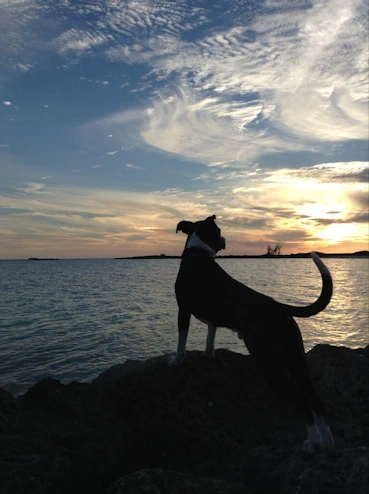 Cuda at the beach