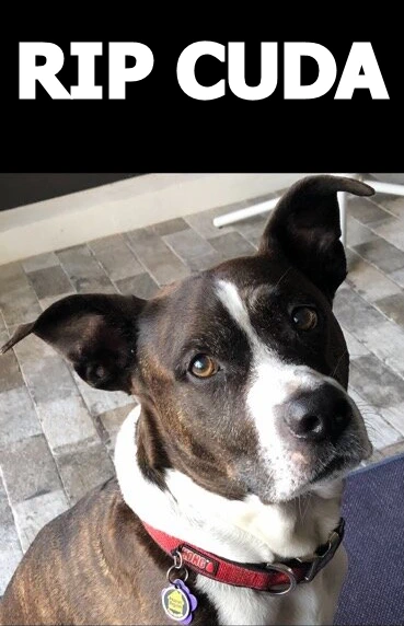 RIP Cuda